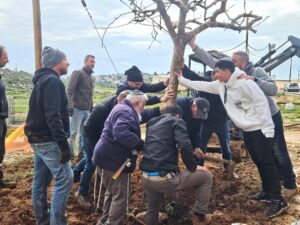 שורשים של אחדות: זה המקום שבו עצי קיבוץ בארי נשתלו מחדש