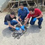 צב שנסחף לתעלת השאיבה של חברת החשמל בחיפה חולץ