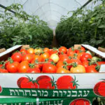 מחירי הפירות והירקות צפויים לרדת – כך זה יקרה