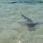 הצוללנים ייכנסו לכלוב: כך נערכים כוחות ההצלה לחילוץ הבא