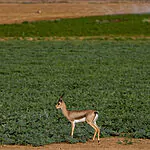 התקררות נוספת אך לא להרבה זמן: תחזית מזג האוויר