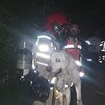 צפו בתיעוד: לוחמי האש חילצו שלושה כלבים משרפה בחיפה