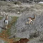 תיעוד מדהים מהמאחז שליד ירושלים: "הם למדו לא לפחד"