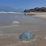 לא רק טילים: גם מדוזות עושות את דרכן לחופי ישראל