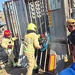 עשרות פרות שנלכדו בתאונת משאית חולצו בשלום
