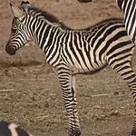 לא תוכלו להישאר אדישים: תיעודים מרגשים מספארי רמת גן