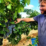 זני הענבים מגרמניה שעשויים להציל את ענף היין בצפון