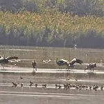 במסע חוצה גבולות דרך סוריה: הנדידה הגדולה נחתה באגמון החולה