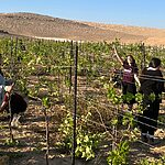 רגע לפני ט"ו בשבט: תמונת מצב על החקלאות בישראל – והקשר לנושא הכשרות