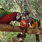 צבעו הבולט, מרקמו הייחודי והפיצול לגרגרים: הרימון מחזיר את הספארי לטבע