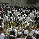 "מתפללים לשובם": אלפים בתפילות הושענא רבה בכותל ובמתחם הנובה | צפו
