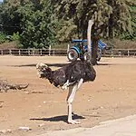 היען ברח מהספארי – העובדים הגיעו לאסוף אותו מהשכונה הצמודה
