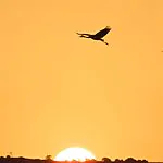 הם קמו מוקדם וספרו למענכם את העגורים הראשונים של העונה: צפו והאזינו