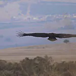 לאחר מאה שנות היעדרות: העוף הדורס מהקווקז נצפה בשמורת גמלא | תיעוד