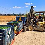 ירקות מהשדה ולא מהמחסן: המהלך ברשת הסופרמרקטים הישראלית