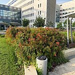 באירלנד מחקו את שמו של הרצוג – זה הפארק שיקרא על שמו