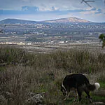 צה"ל חיסל מחבלים שניסו לחצות את הגבול מלבנון לסוריה