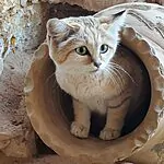 החתולה החדשה רק הגיעה לספארי – וכבר התחילה סיפור אהבה סוער