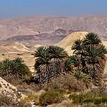 החוקרים נדהמו: שושלת העצים העתיקה והנדירה שרדה בישראל
