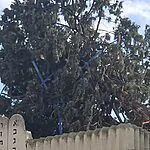 החנוכייה שיצר חיים כץ – בלמה את קריסת העץ על בית הכנסת