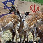 היחמור הפרסי עלה לטיסה האחרונה: השת"פ הנשכח של ישראל ואיראן | אל תפספסו