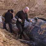 לאחר שהלוויתן הראשתן נפלט לחוף – זה מה שעשו עם גופתו