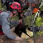 בתוך הבור היו גזים רעילים: לוחמי האש חילצו כלבה מעומק 10 מטרים