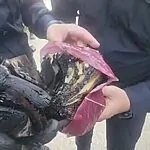 התפילין של השוטר הוצתו בהתפרעויות בבני ברק: המשטרה דאגה לו לחדשות