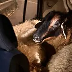 לא נשק ולא סמים: זה מה שהשוטרים מצאו ברכב החשוד