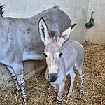 הספארי צריך אתכם: סייח חדש נולד כנגד כל הסיכויים – בואו לבחור לו שם