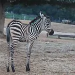 מחווה לאירוויזיון בספארי: סייחת זברה חדשה העונה לשם "מישל"