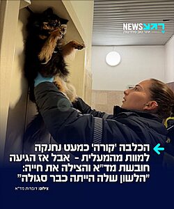 הכלבה ניצלה ברגע האחרון: צוות מד"א שהוזעק לבניין מגורים בחדרה בעקבות דיווח על אדם שנתקע במעלית, מצא את כלבתו הקטנה, 'קורה', כשהיא תלויה באוויר בין התקרה לרצפה, לאחר שרתמת הגוף שלה נתפסה בדלתות שנסגרו