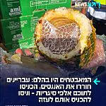 הזוי: מאבטחי משרד הביטחון סיכלו במעבר לכיש ניסיון הברחה חריג של אלפי סיגריות שהוסלקו בתוך מאות פירות אננס