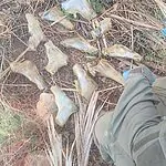 סוכל ניסיון הברחת נשק בגבול המזרחי: כוחות המשטרה וצה"ל עצרו הלילה שני צעירים תושבי יריחו סמוך לגשר אדם, בחשד שהבריחו אמצעי לחימה מירדן לשטח ישראל