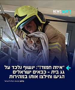 הבוקר הפך למרגש במיוחד עבור לוחמי האש מתחנת נוף הגליל, שהוזעקו למשימה קצת אחרת: להציל ינשוף שנלכד ברשת על גג בית בהושעיה