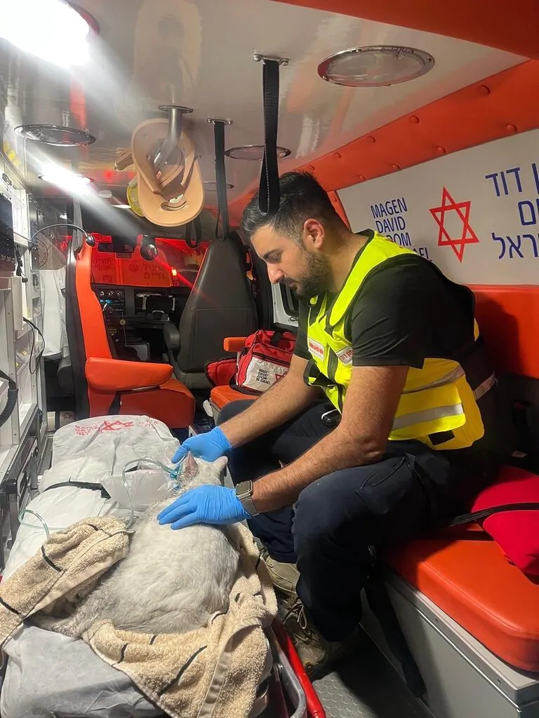 החתול מיצי נפצע בשריפה – וקיבל טיפול רפואי מהחובשים: ״החתול הקטן היה עם סימני פיח על פרוותו הלבנה, מעורפל הכרה – כמה דקות לאחר מכן הוא כבר התאושש ואפילו קפץ בתוך האמבולנס"
