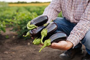 מחקר חדש שפורסם בכתב העת המדעי Scientific Reports מצא: אלה ששת המזונות שהאהבה אליהם נקשרה לסיכון נמוך יותר לתמותה